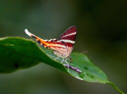 rare Amazon Lepidoptera