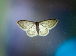 Moth