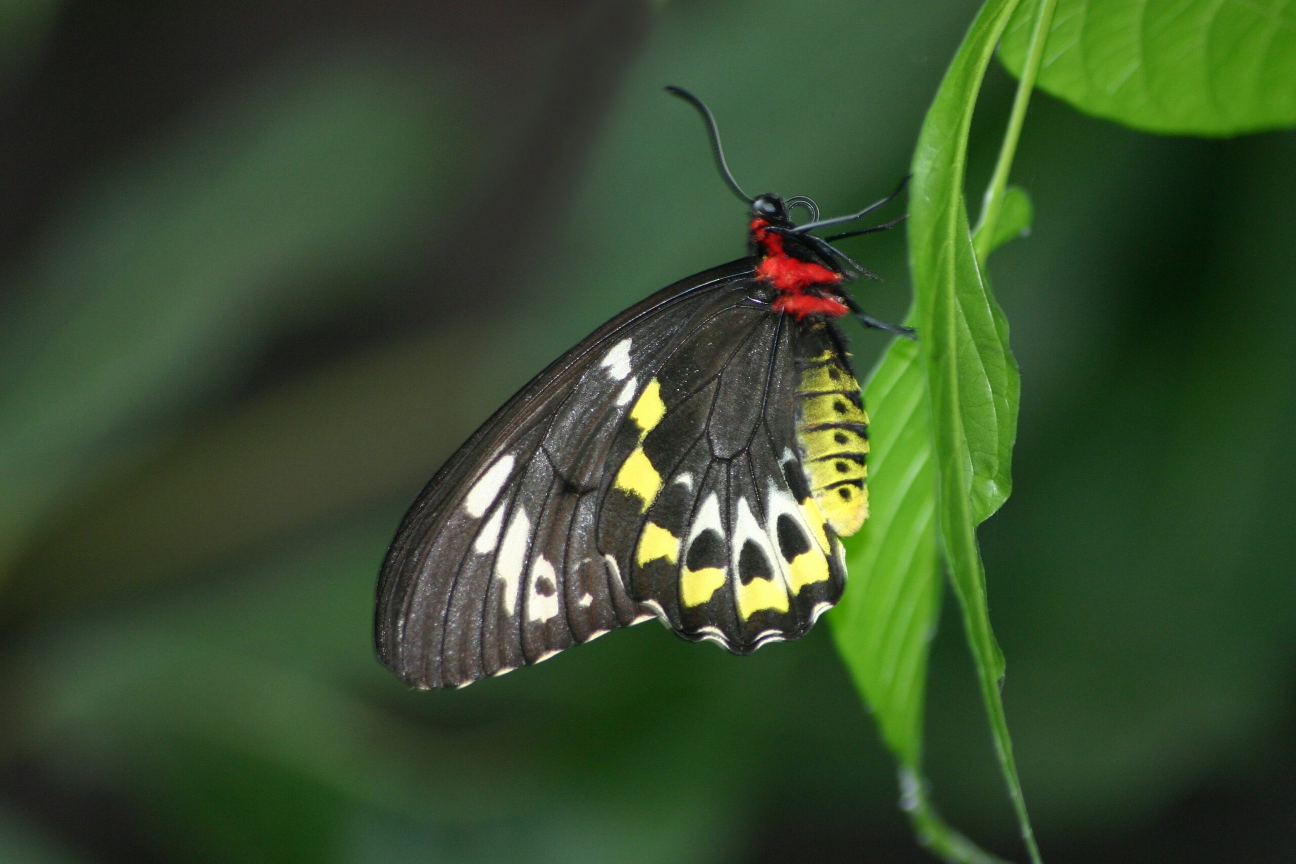 Exploring the Secret World of Lepidoptera, Beauty, Mystery, and Living Wonder