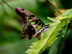 Lepidoptera