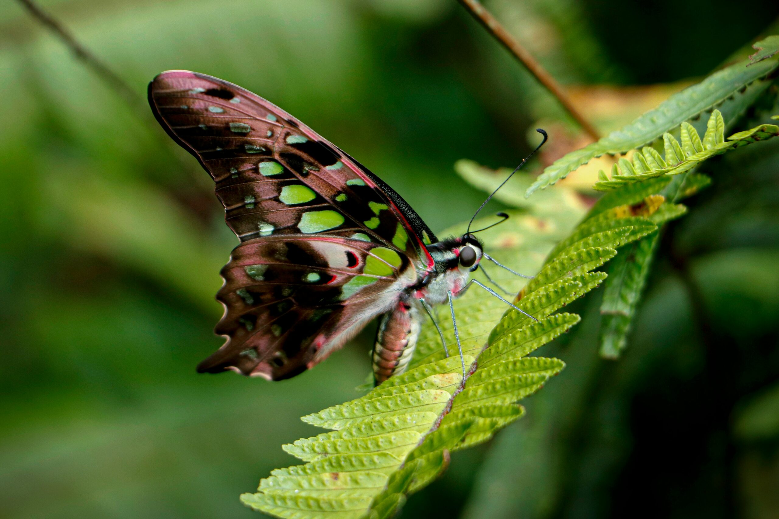 Lepidoptera