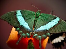 Lepidoptera Species