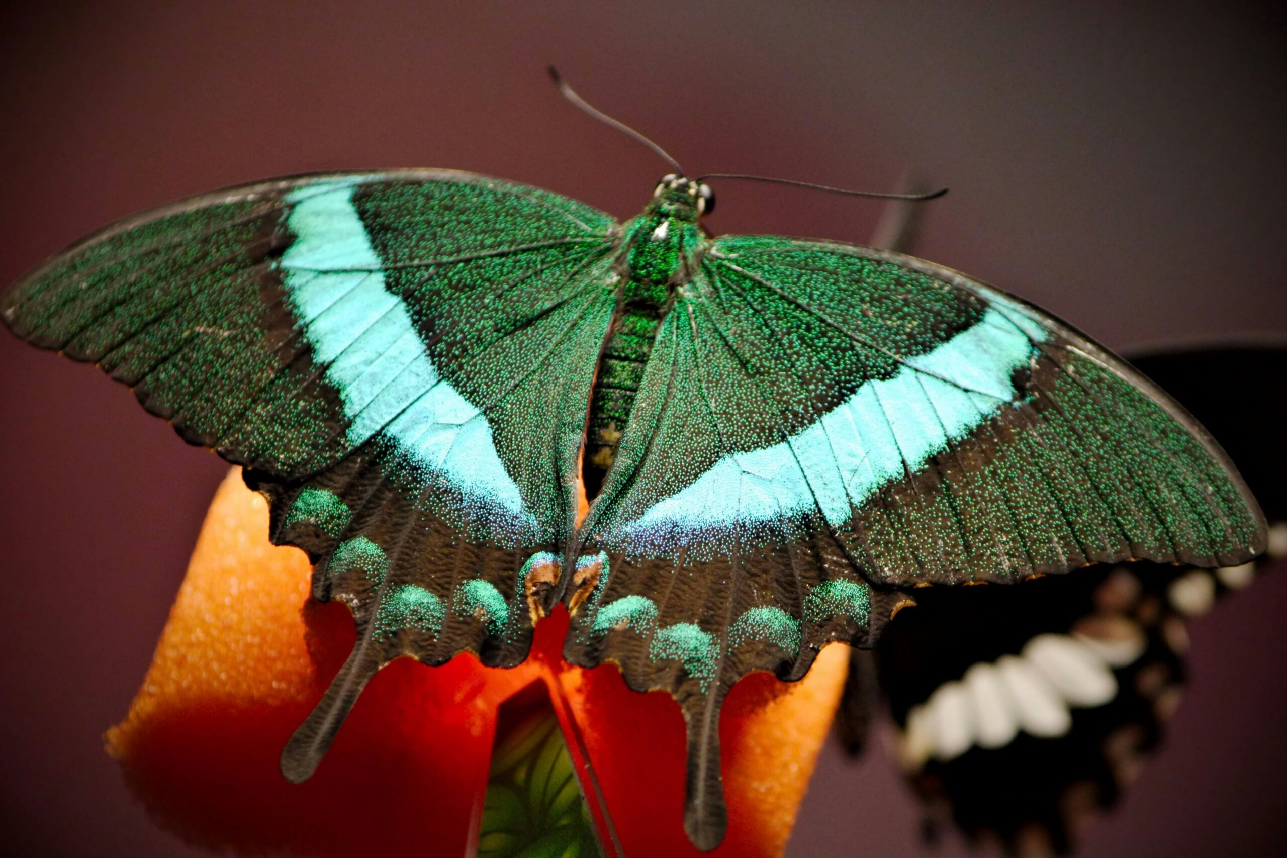 Lepidoptera Species