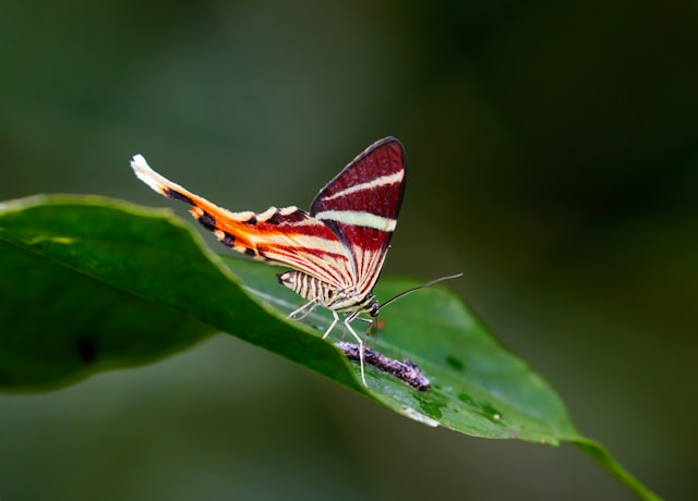 rare Amazon Lepidoptera