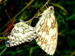 Akito Kawahara-moths vs butterflies