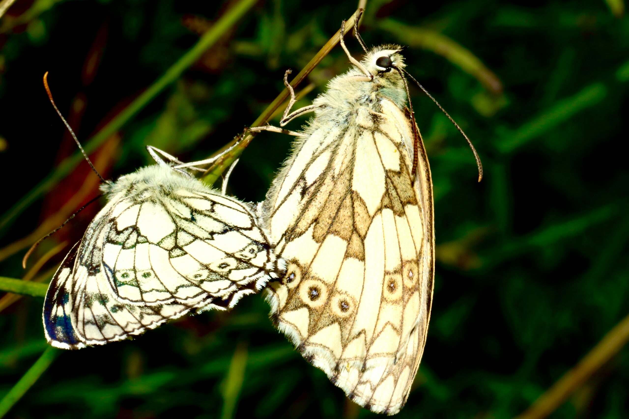 Akito Kawahara-moths vs butterflies
