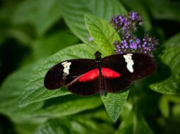 Attract Lepidoptera to your garden