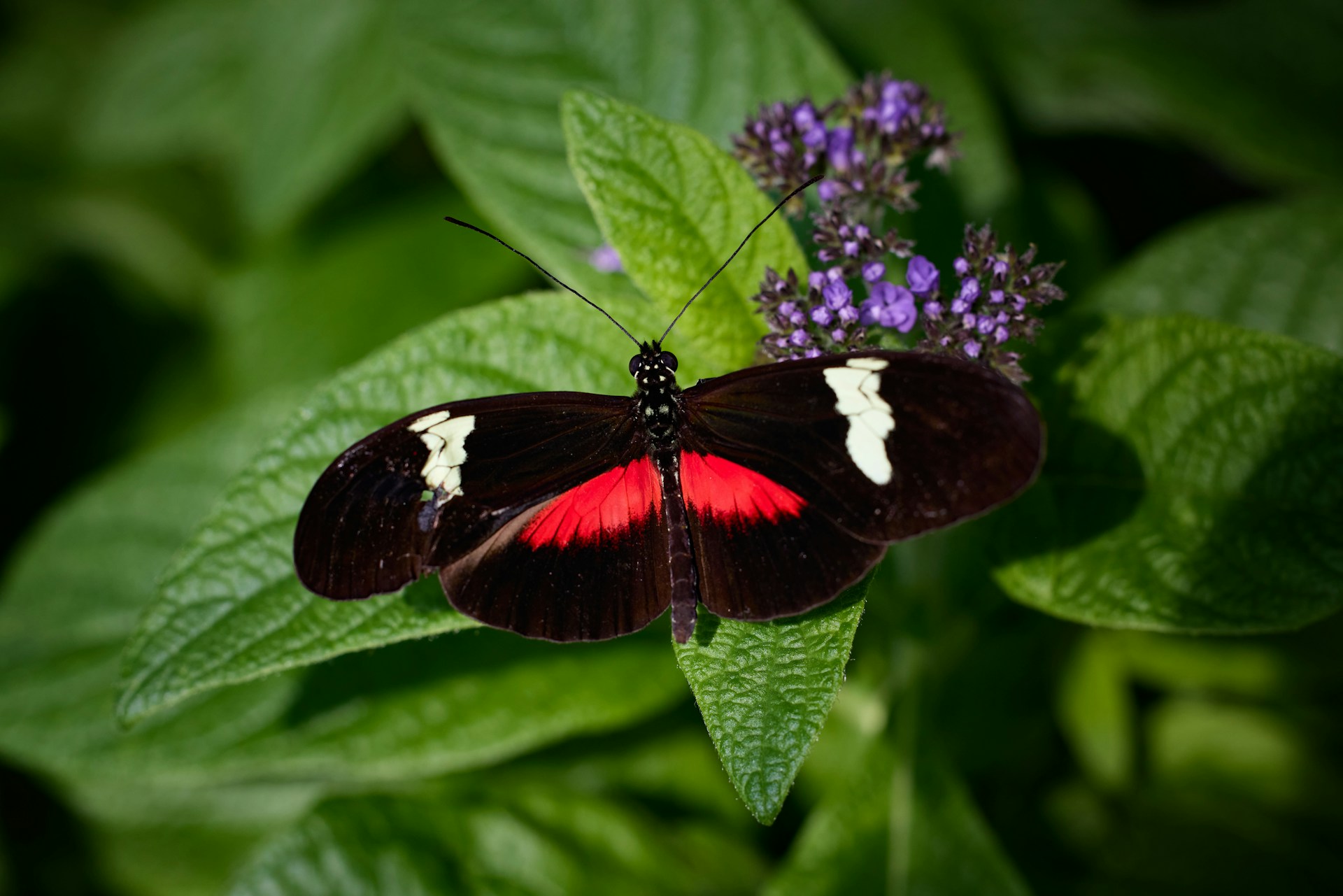 Attract Lepidoptera to your garden
