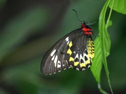 Exploring the Secret World of Lepidoptera, Beauty, Mystery, and Living Wonder