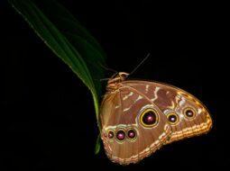 lepidoptera metamorphosis