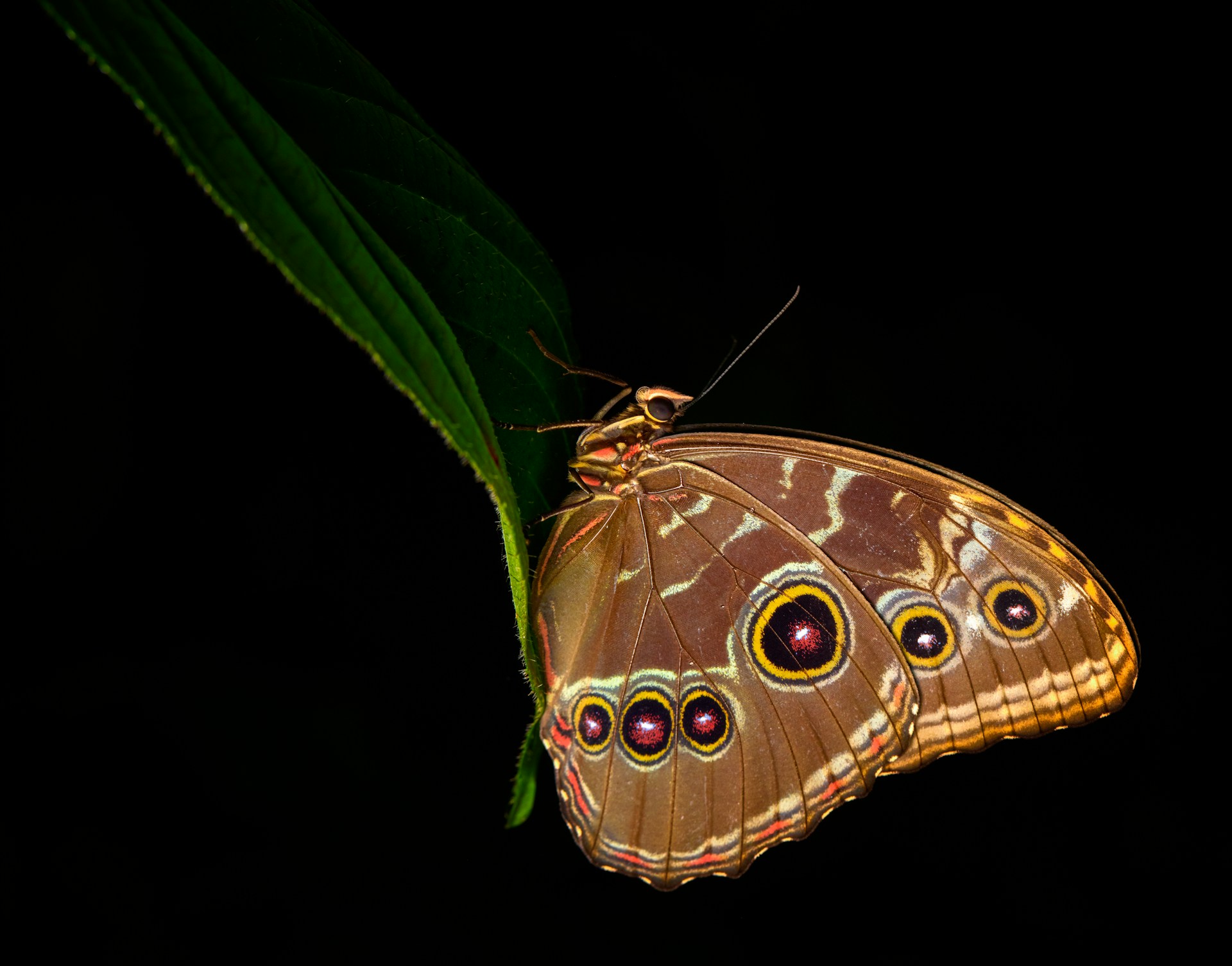 lepidoptera metamorphosis