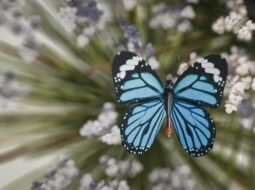 Akito Kawahara- Butterflies