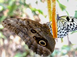 Akito Kawahara- Lepidoptera