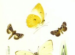 Butterfly Life Cycle