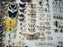 Beginner’s Guide to Butterfly