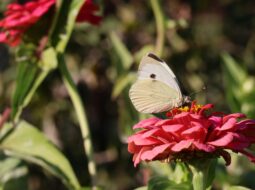 Attract Lepidoptera to Your Garden