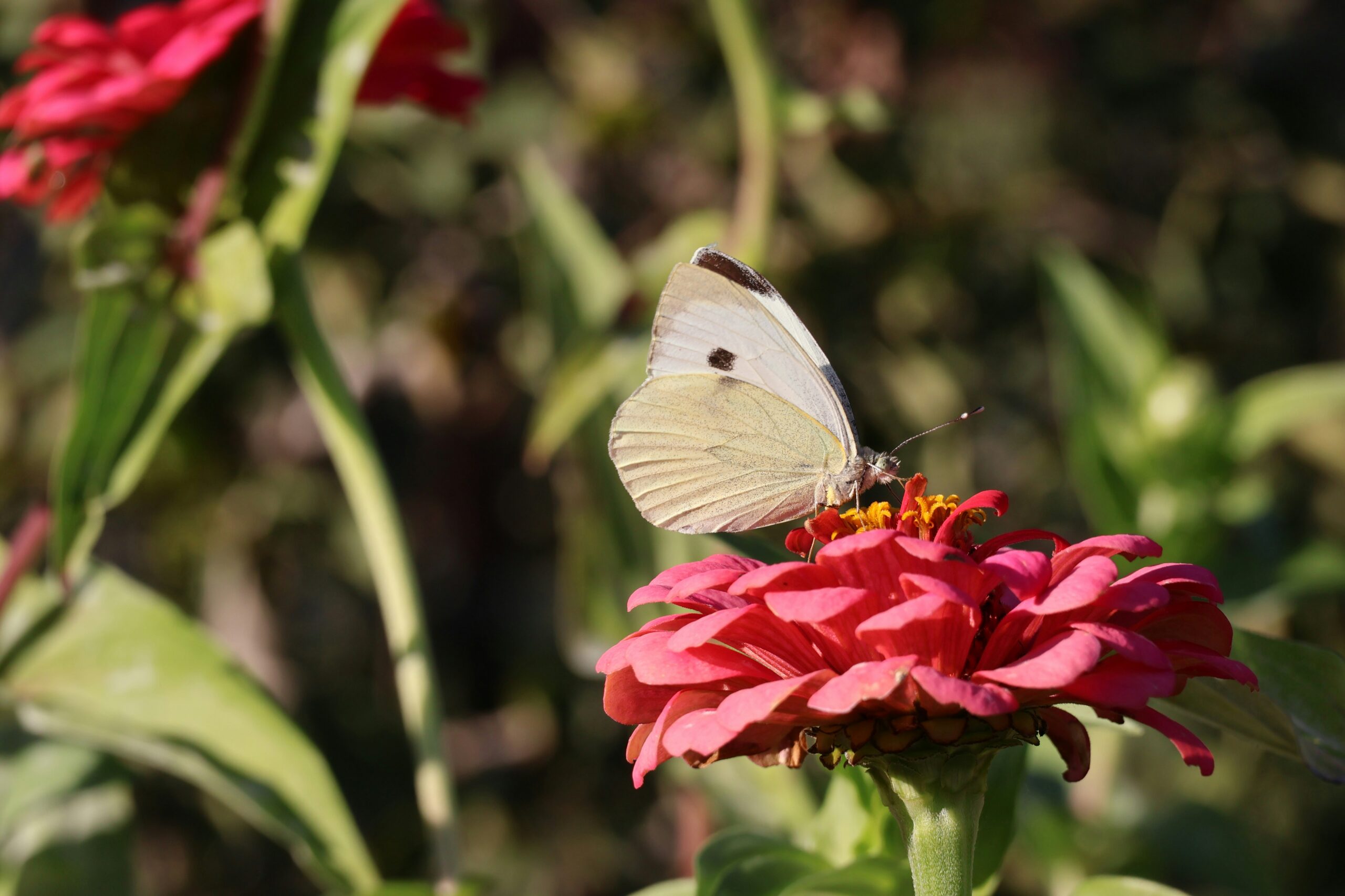 Attract Lepidoptera to Your Garden
