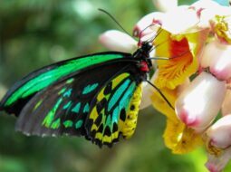 Lepidoptera Species