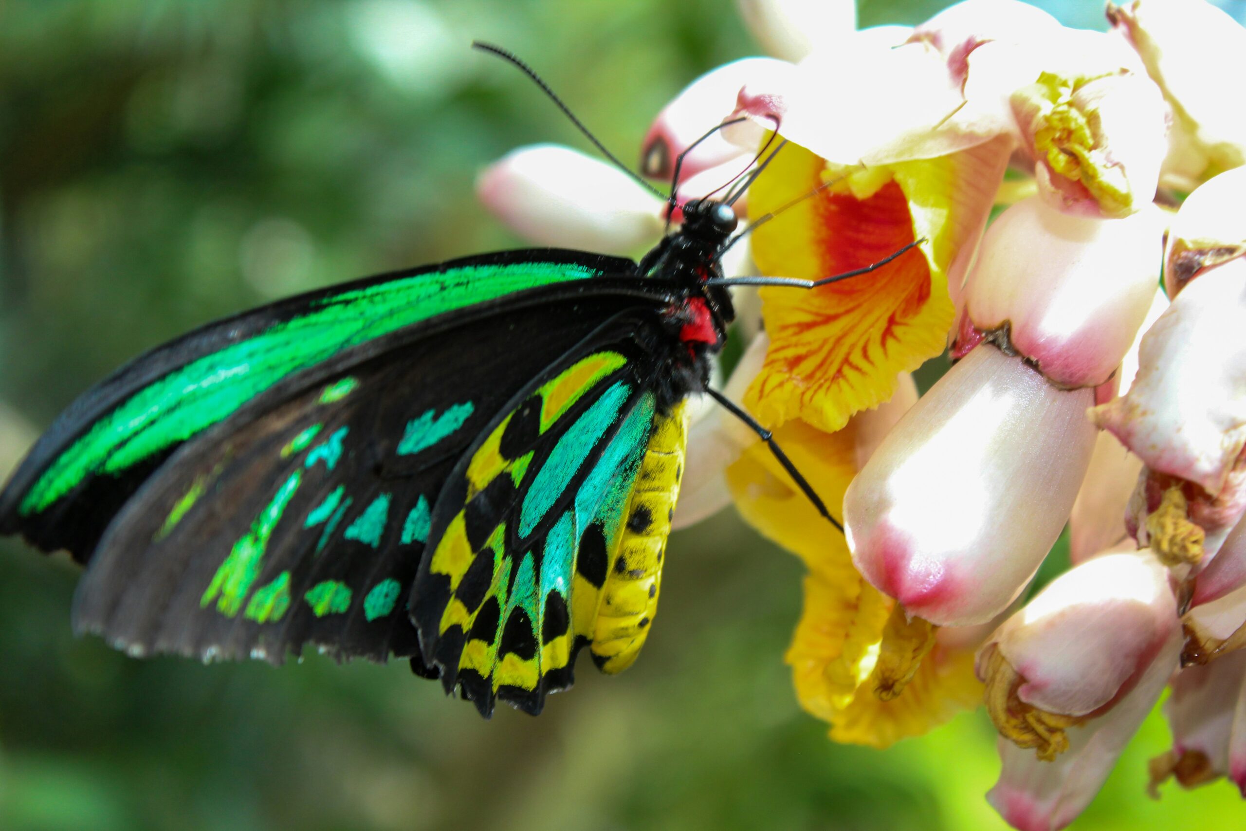 Lepidoptera Species