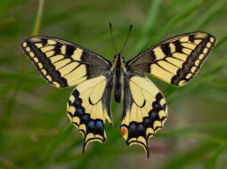 Akito Kawahara - Butterfly Evolution