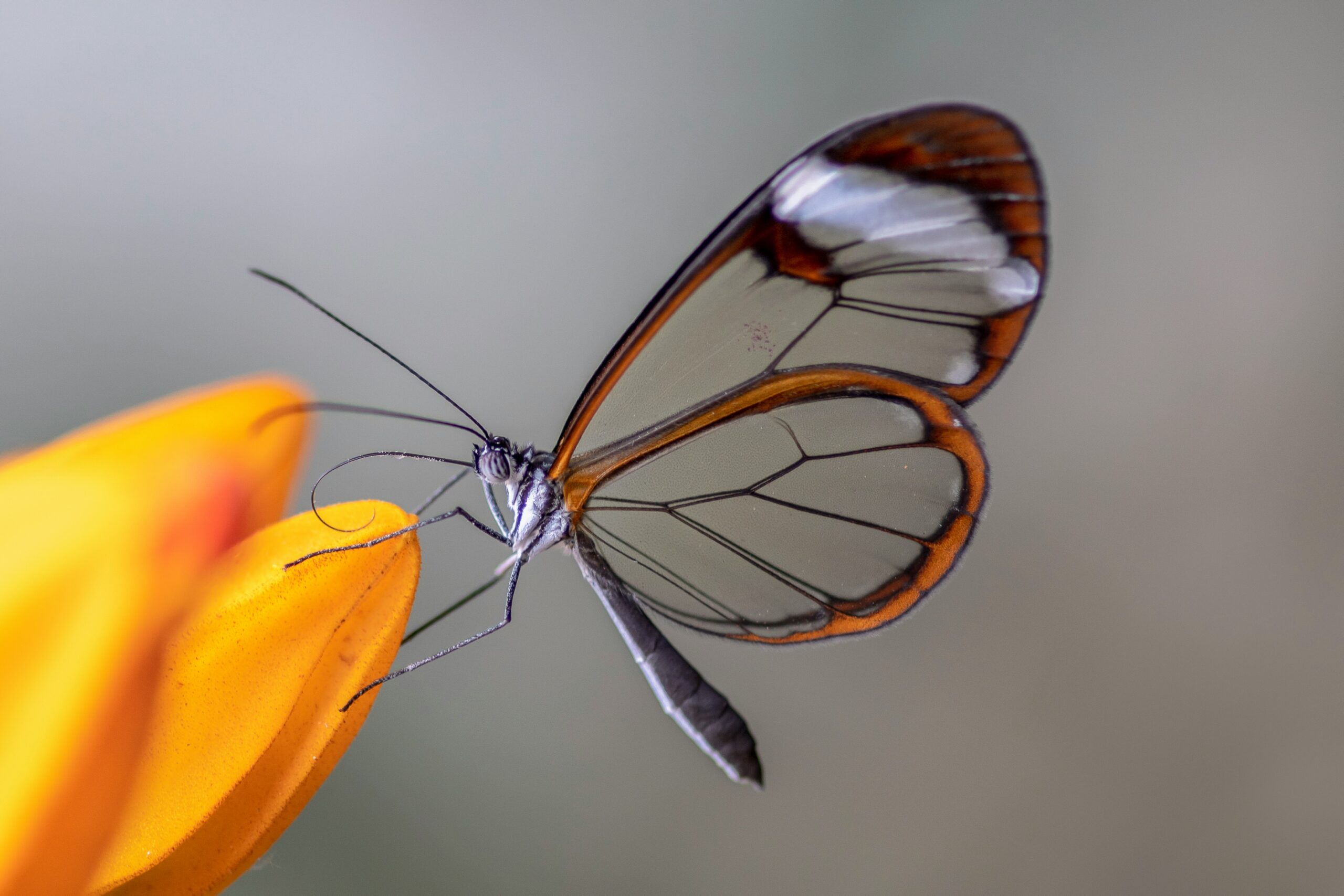 Butterflies