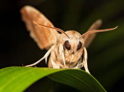 Secret Lives of Moths