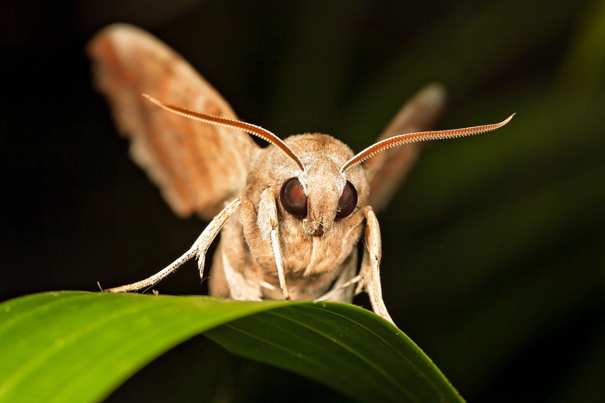 Secret Lives of Moths