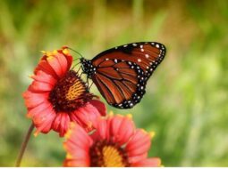 Butterflies