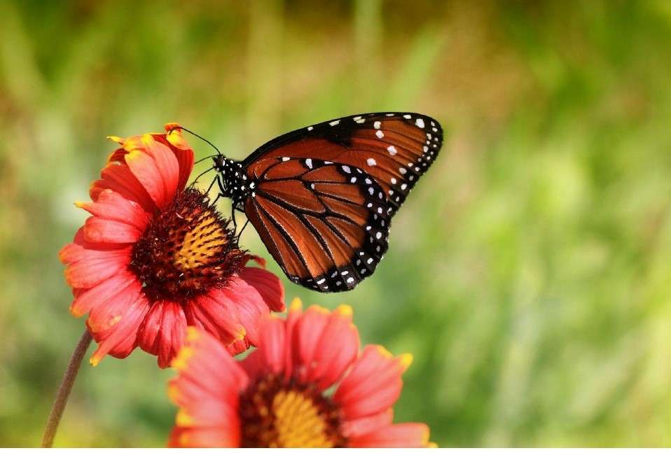 Butterflies